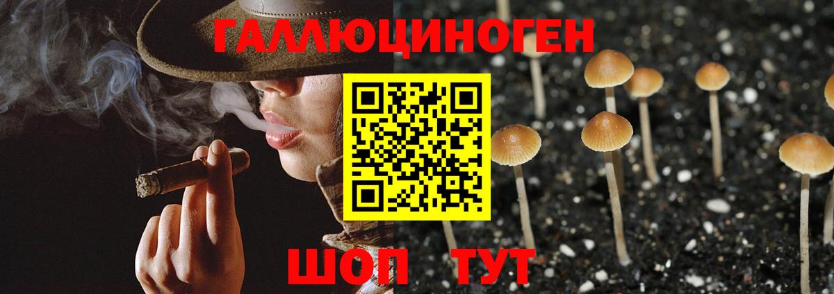 Камышлов  Галлюциногенные грибы Cubensis  Вход с VPN 